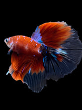 Load image into Gallery viewer, Male Halfmoon - Red Galaxy #1472 - Live Betta Fish
