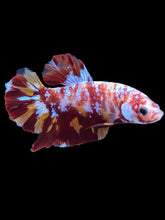 Load image into Gallery viewer, GIANT Male Halfmoon Plakat - Galaxy #1475 - Live Betta Fish
