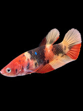 Load image into Gallery viewer, GIANT Female Halfmoon Plakat - Nemo #1475 - Live Betta Fish
