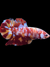 Load image into Gallery viewer, GIANT Male Halfmoon Plakat - Galaxy #1475 - Live Betta Fish
