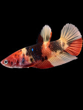 Load image into Gallery viewer, GIANT Female Halfmoon Plakat - Nemo #1475 - Live Betta Fish
