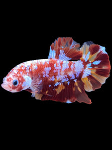 GIANT Male Halfmoon Plakat - Galaxy #1475 - Live Betta Fish