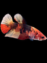 Load image into Gallery viewer, GIANT Female Halfmoon Plakat - Nemo #1475 - Live Betta Fish

