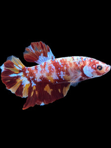 GIANT Male Halfmoon Plakat - Galaxy #1475 - Live Betta Fish