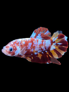 GIANT Male Halfmoon Plakat - Galaxy #1475 - Live Betta Fish