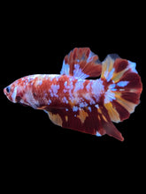 Load image into Gallery viewer, GIANT Male Halfmoon Plakat - Galaxy #1475 - Live Betta Fish
