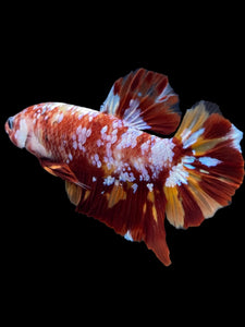GIANT Male Halfmoon Plakat - Galaxy #1475 - Live Betta Fish
