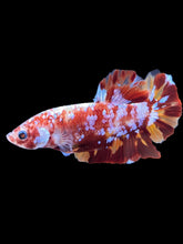 Load image into Gallery viewer, GIANT Male Halfmoon Plakat - Galaxy #1475 - Live Betta Fish
