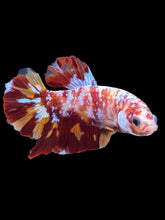 Load image into Gallery viewer, GIANT Male Halfmoon Plakat - Galaxy #1475 - Live Betta Fish
