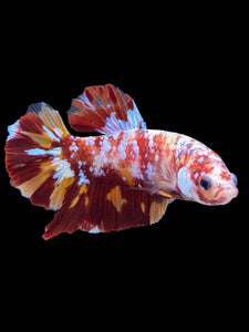 GIANT Male Halfmoon Plakat - Galaxy #1475 - Live Betta Fish