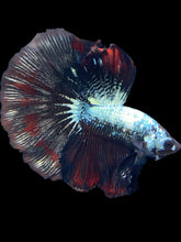 Load image into Gallery viewer, Male Halfmoon - Fancy Copper #1476 - Live Betta Fish
