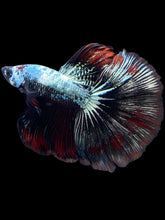 Load image into Gallery viewer, Male Halfmoon - Fancy Copper #1476 - Live Betta Fish
