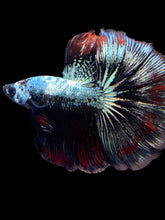 Load image into Gallery viewer, Male Halfmoon - Fancy Copper #1476 - Live Betta Fish

