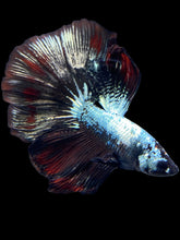 Load image into Gallery viewer, Male Halfmoon - Fancy Copper #1476 - Live Betta Fish
