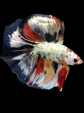 Load image into Gallery viewer, Male Fullmoon - Snow Nemo #1477 - Live Betta Fish
