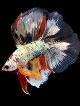 Load image into Gallery viewer, Male Fullmoon - Snow Nemo #1477 - Live Betta Fish
