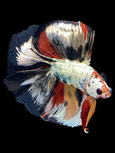 Load image into Gallery viewer, Male Fullmoon - Snow Nemo #1477 - Live Betta Fish
