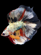 Load image into Gallery viewer, Male Fullmoon - Snow Nemo #1477 - Live Betta Fish
