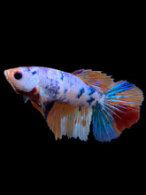 Load image into Gallery viewer, TOP GRADE Female Halfmoon - Galaxy #147 - Live Betta Fish
