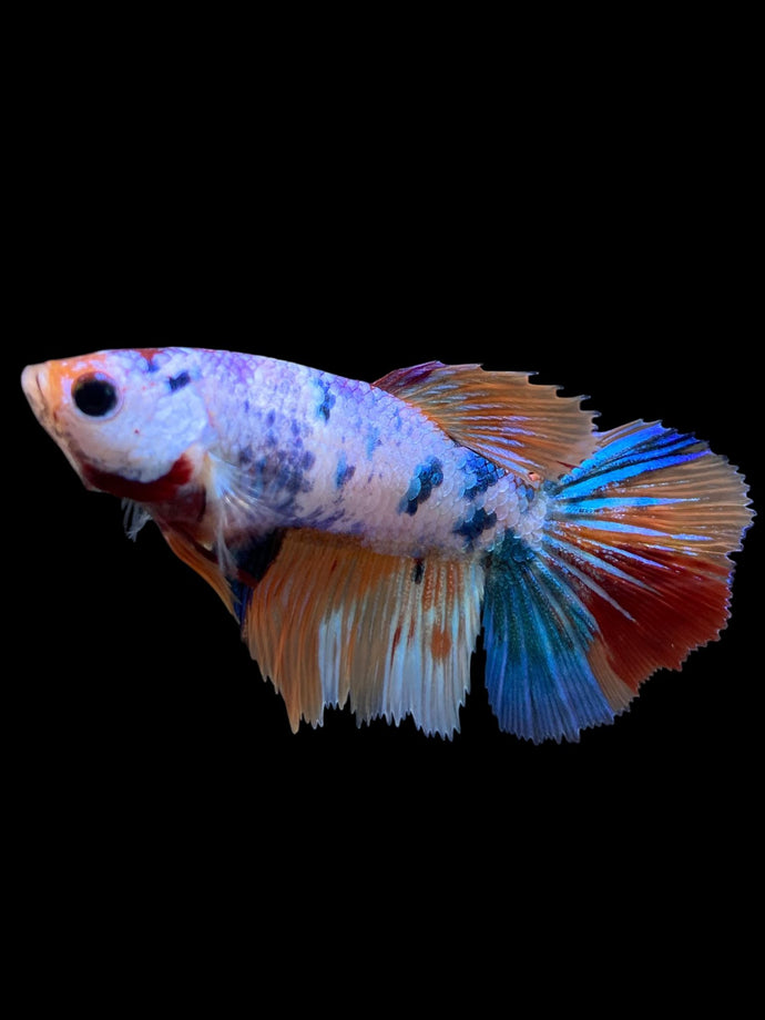 TOP GRADE Female Halfmoon - Galaxy #147 - Live Betta Fish