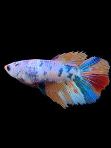 TOP GRADE Female Halfmoon - Galaxy #147 - Live Betta Fish