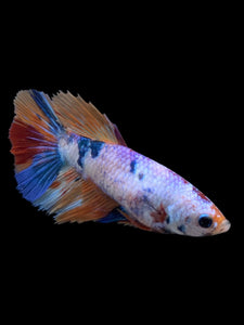 TOP GRADE Female Halfmoon - Galaxy #147 - Live Betta Fish