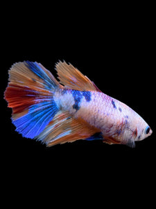 TOP GRADE Female Halfmoon - Galaxy #147 - Live Betta Fish