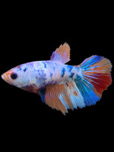 Load image into Gallery viewer, TOP GRADE Female Halfmoon - Galaxy #147 - Live Betta Fish
