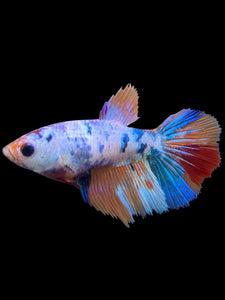 TOP GRADE Female Halfmoon - Galaxy #147 - Live Betta Fish