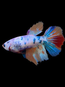 TOP GRADE Female Halfmoon - Galaxy #147 - Live Betta Fish