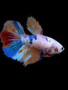 TOP GRADE Female Halfmoon - Galaxy #147 - Live Betta Fish