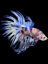 Load image into Gallery viewer, Male Crowntail - Candy #1480 - Live Betta Fish

