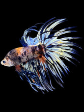 Load image into Gallery viewer, Male Crowntail - Candy #1480 - Live Betta Fish
