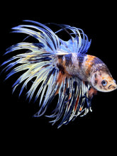 Load image into Gallery viewer, Male Crowntail - Candy #1480 - Live Betta Fish
