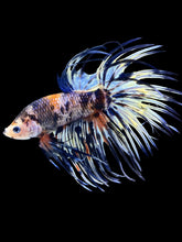 Load image into Gallery viewer, Male Crowntail - Candy #1480 - Live Betta Fish
