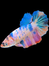 Load image into Gallery viewer, TOP GRADE Female Halfmoon - Unicorn #1481 - Live Betta Fish
