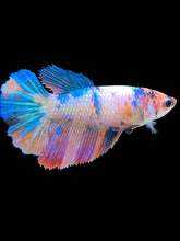 Load image into Gallery viewer, TOP GRADE Female Halfmoon - Unicorn #1481 - Live Betta Fish
