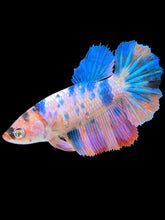 Load image into Gallery viewer, TOP GRADE Female Halfmoon - Unicorn #1481 - Live Betta Fish
