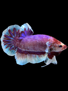 GIANT Male Halfmoon Plakat - Fancy Purple #1483 - Live Betta Fish