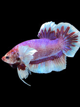 Load image into Gallery viewer, GIANT Male Halfmoon Plakat - Fancy Purple #1483 - Live Betta Fish
