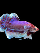 Load image into Gallery viewer, GIANT Male Halfmoon Plakat - Fancy Purple #1483 - Live Betta Fish
