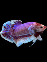 Load image into Gallery viewer, GIANT Male Halfmoon Plakat - Fancy Purple #1483 - Live Betta Fish
