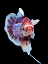 Load image into Gallery viewer, GIANT Male Halfmoon Plakat - Fancy Purple #1483 - Live Betta Fish
