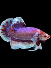 Load image into Gallery viewer, GIANT Male Halfmoon Plakat - Fancy Purple #1483 - Live Betta Fish
