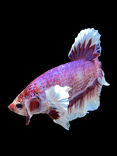Load image into Gallery viewer, GIANT Male Halfmoon Plakat - Fancy Purple #1483 - Live Betta Fish
