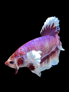 GIANT Male Halfmoon Plakat - Fancy Purple #1483 - Live Betta Fish