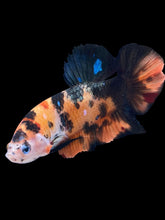 Load image into Gallery viewer, GIANT Male Halfmoon Plakat - Galaxy #1484 - Live Betta Fish
