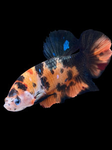 GIANT Male Halfmoon Plakat - Galaxy #1484 - Live Betta Fish