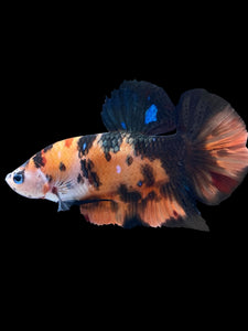 GIANT Male Halfmoon Plakat - Galaxy #1484 - Live Betta Fish