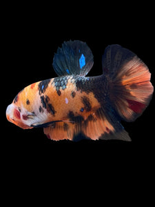 GIANT Male Halfmoon Plakat - Galaxy #1484 - Live Betta Fish